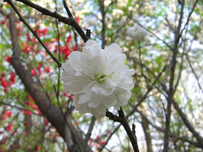 Koleksi gambar bunga persik putih paling indah