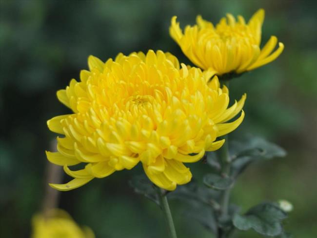 Belle fleur de chrysanthème jaune