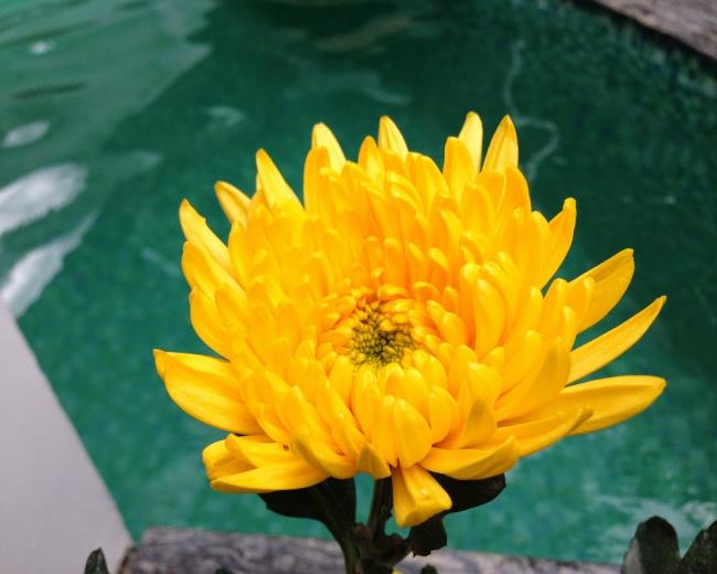 Frumoasă floare de crizantem galben