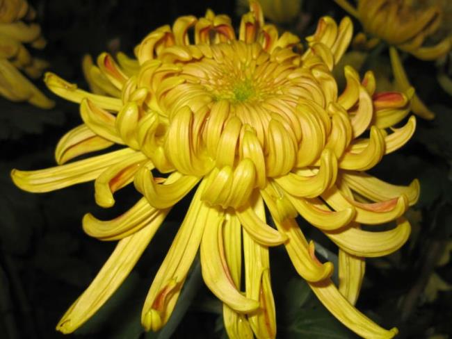 Schöne gelbe Chrysanthemenblume