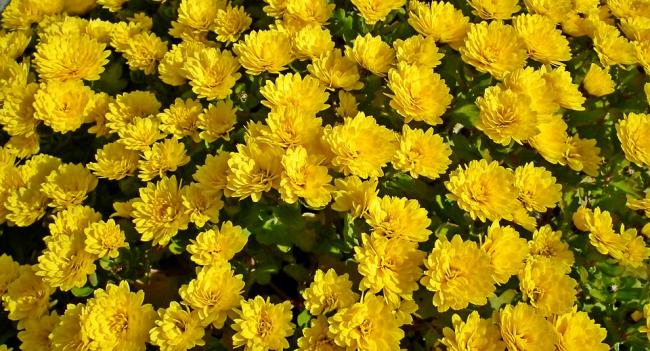 Belle fleur de chrysanthème jaune