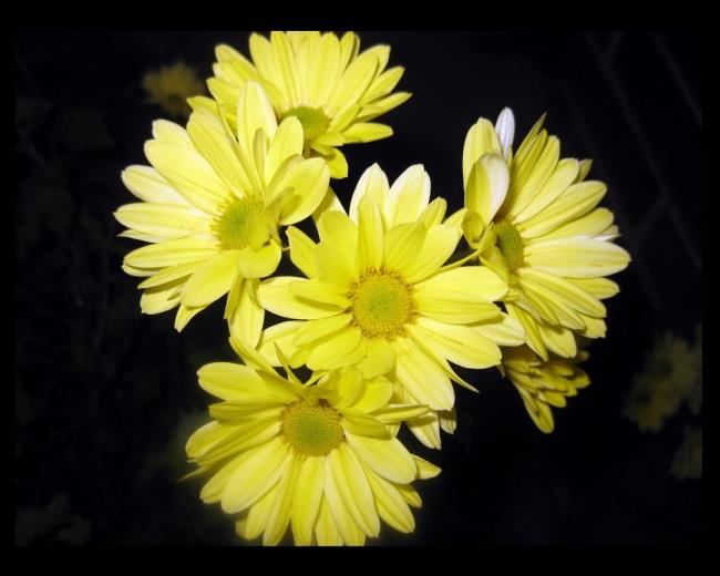 Bunga krisan kuning yang indah
