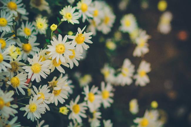 Frumoasă imagine de crizantemă