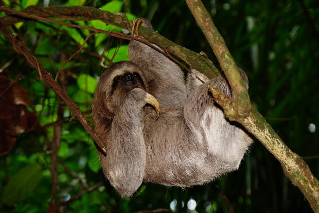 Collection of the most beautiful sloth images