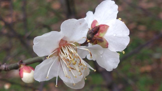 Коллекция самых красивых изображений белого персика