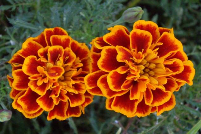 Gambar bunga marigold yang indah