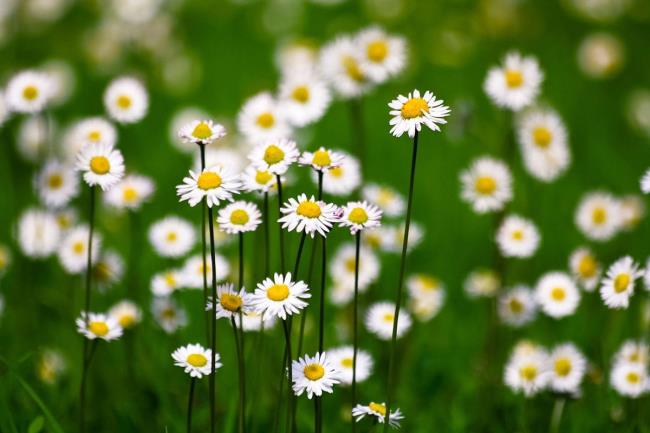 Pictures of beautiful wild daisies
