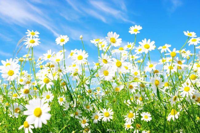 Pictures of beautiful wild daisies