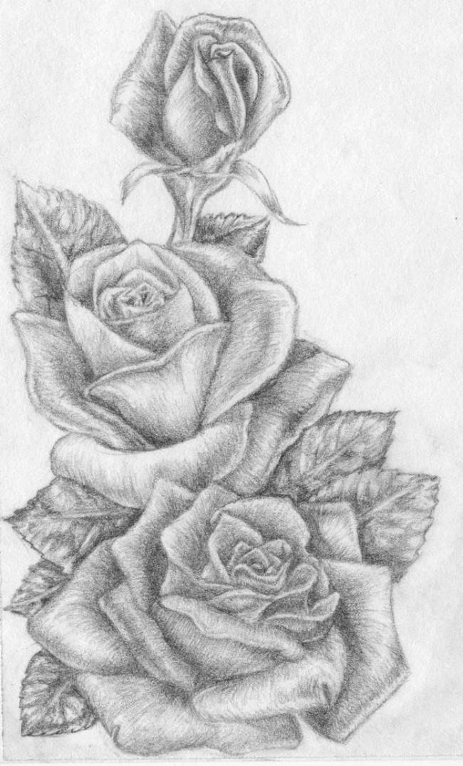 مجموعة من أجمل صور الورود المرسومة بقلم رصاص