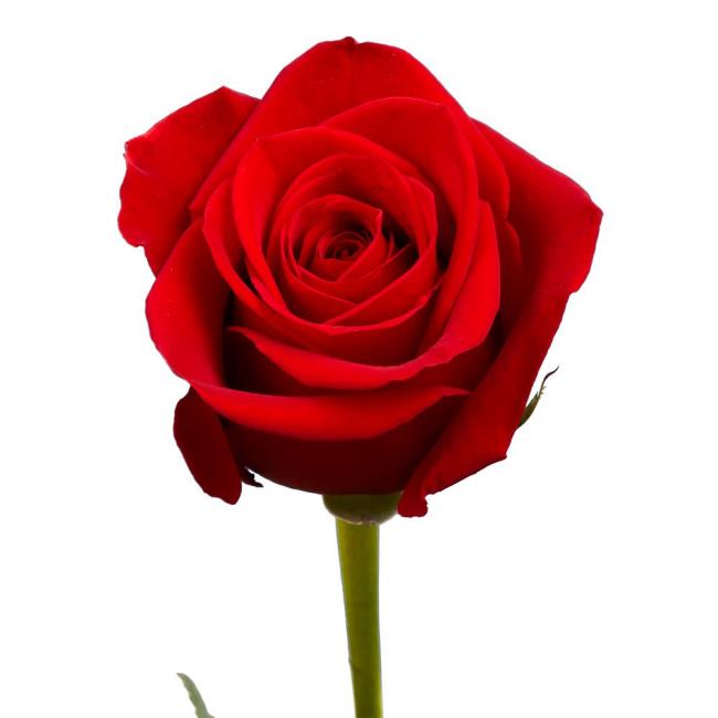 Koleksi gambar mawar merah yang paling indah