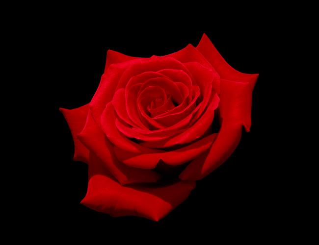 最美麗的紅玫瑰圖片的集合