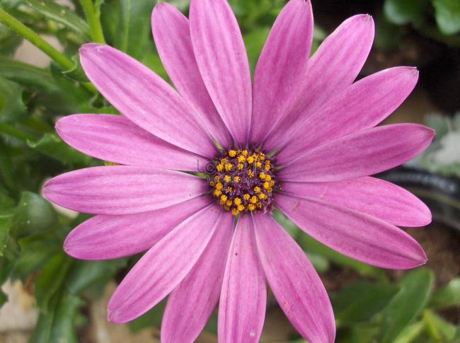 Belle fleur de chrysanthème violet