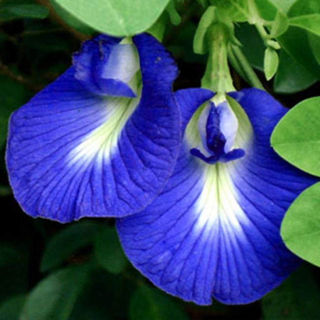 美しいブルーピースの花の画像