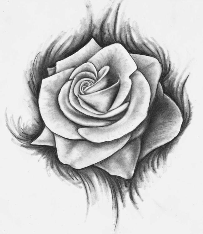एक पेंसिल के साथ चित्रित गुलाब की सबसे खूबसूरत तस्वीरों का संग्रह