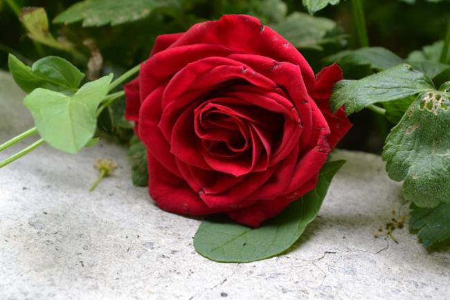 Colecție de cele mai frumoase imagini cu trandafiri roșii