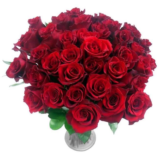 Koleksi gambar bunga mawar merah yang paling indah