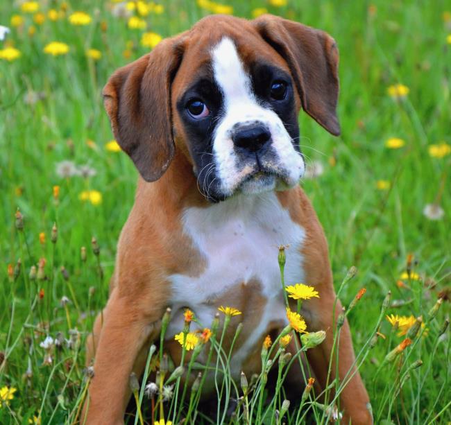 Краткая информация о самых красивых собак боксеров