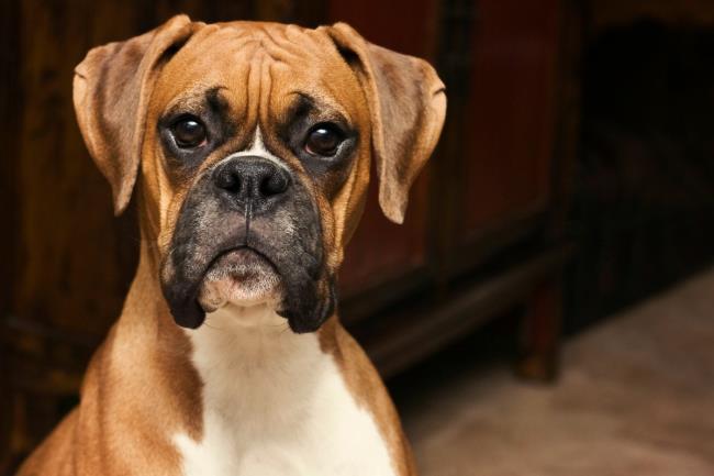 خلاصه ای از زیباترین بوکسورهای سگ