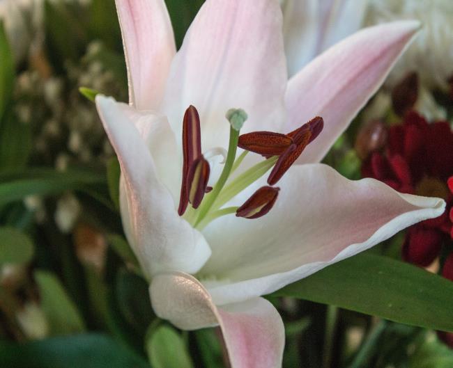 Kombinieren Sie Bilder der schönsten Blütenknospen