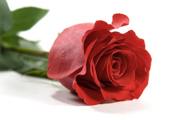 最も美しい赤いバラの写真のコレクション