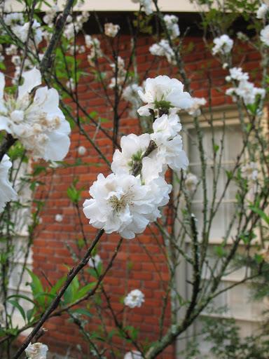 Koleksi gambar bunga persik putih paling indah