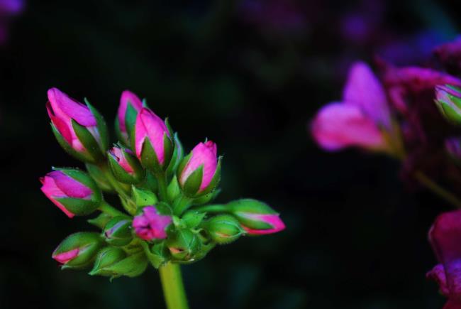 सबसे सुंदर फूलों की कलियों की छवियों का संयोजन