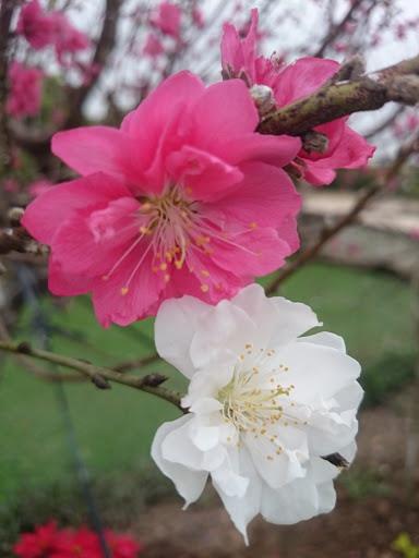 最も美しい白桃の花の画像のコレクション