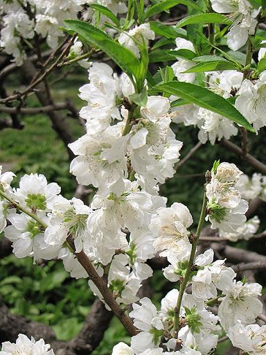 सबसे सुंदर सफेद आड़ू फूल छवियों का संग्रह
