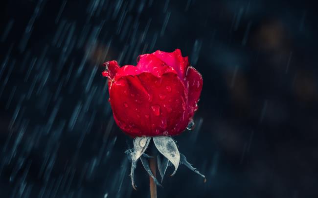 مجموعة من اجمل صور الورود الحمراء