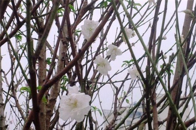 مجموعة من أجمل صور زهر الخوخ الأبيض