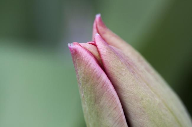 Kombinieren Sie Bilder der schönsten Blütenknospen