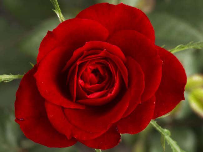 Colecție de cele mai frumoase imagini cu trandafiri roșii
