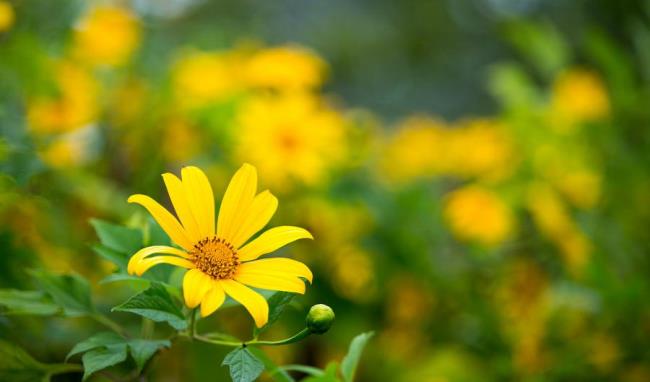 Sammlung der schönsten wilden Sonnenblumen
