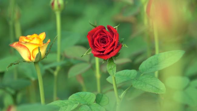 Verzameling van de mooiste rode rozen foto's
