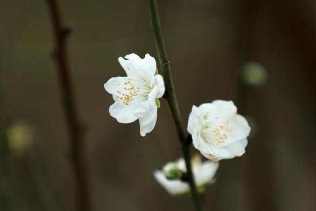 مجموعة من أجمل صور زهر الخوخ الأبيض
