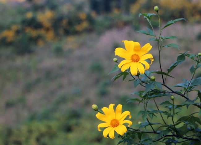 Sammlung der schönsten wilden Sonnenblumen
