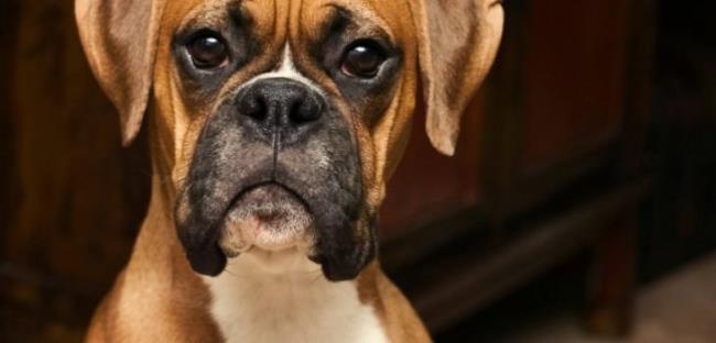 خلاصه ای از زیباترین بوکسورهای سگ