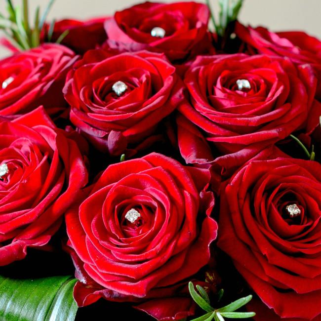 Collection des plus belles photos de roses rouges