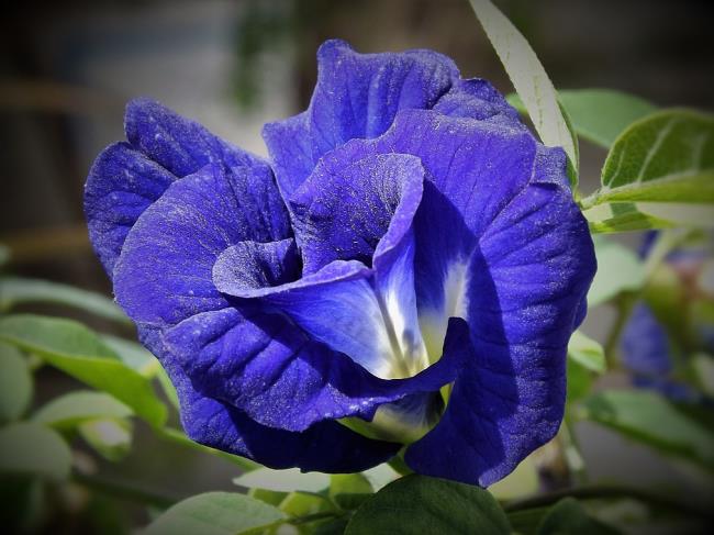 Belle image de fleur de pois bleu