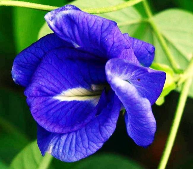 Красивое изображение цветка синего гороха