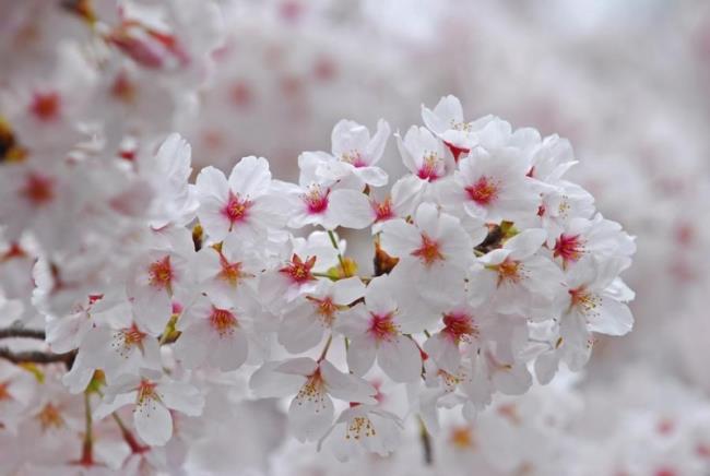 Raccolta delle più belle immagini di fiori di pesco bianco