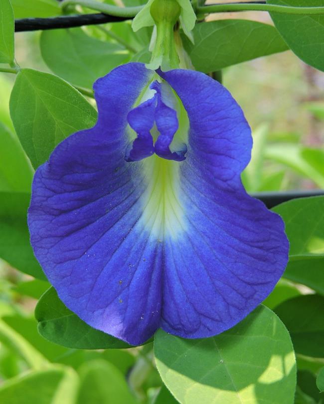 Gambar bunga kacang biru yang indah