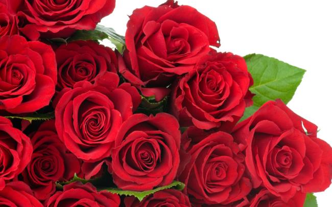 सबसे सुंदर लाल गुलाब चित्रों का संग्रह