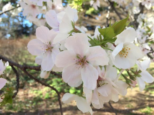 Sammlung der schönsten weißen Pfirsichblütenbilder