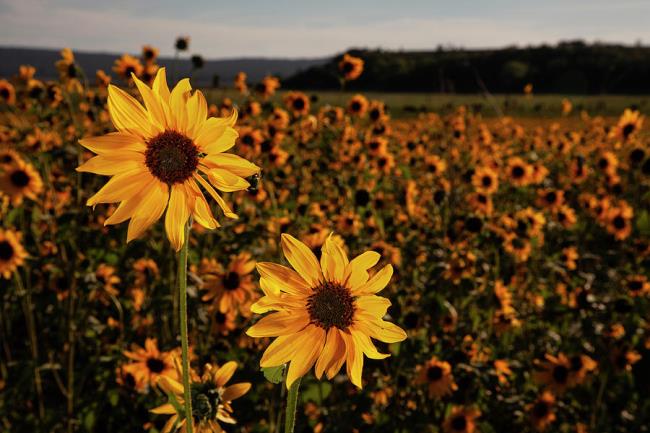 Collection of the most beautiful wild sunflowers
