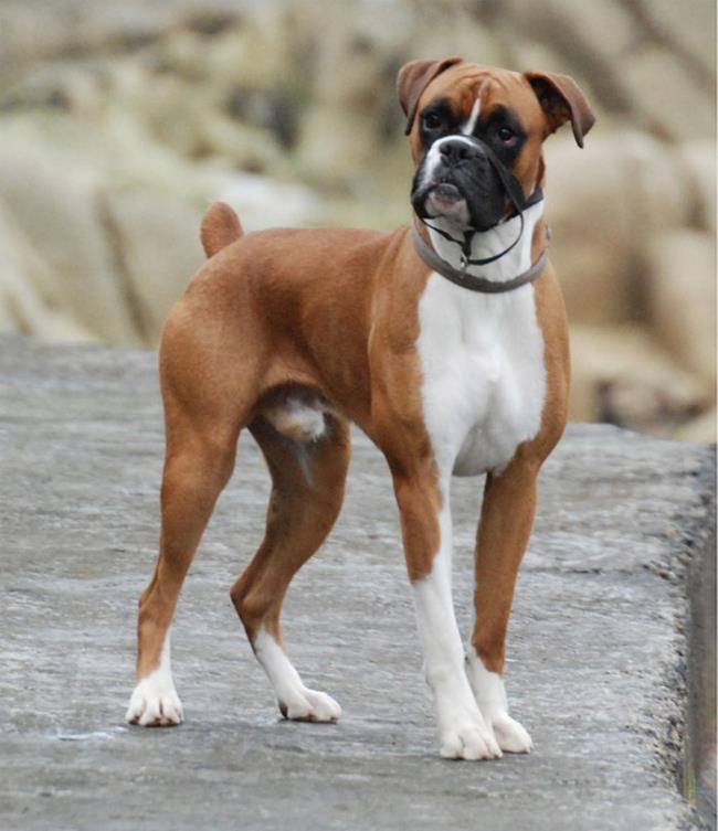 Resumen de los boxers para perros más bellos