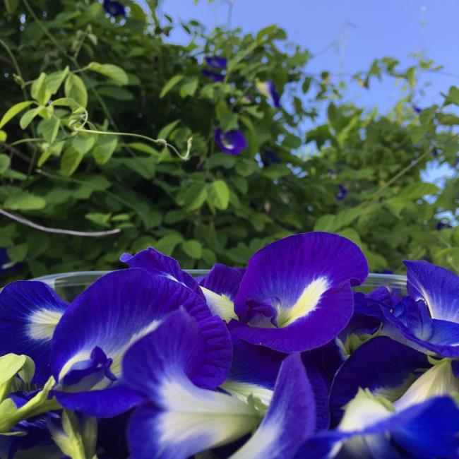 美しいブルーピースの花の画像
