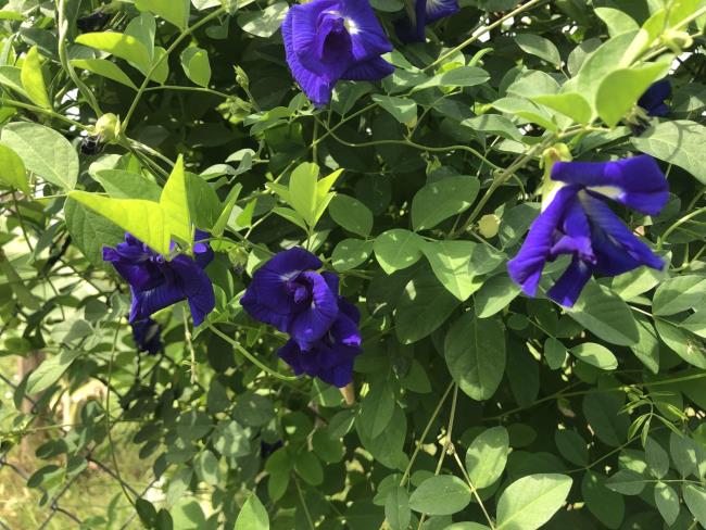 Imagem bonita da flor da ervilha azul