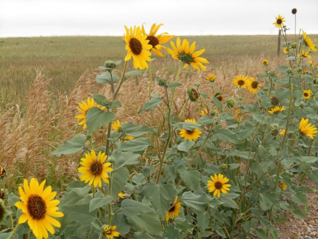 Collection of the most beautiful wild sunflowers