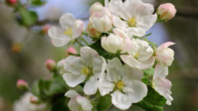 最も美しい白桃の花の画像のコレクション